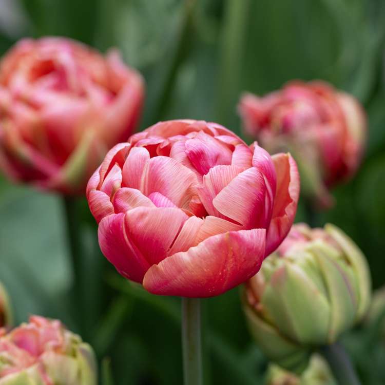 Tulpan 'Copper Image'